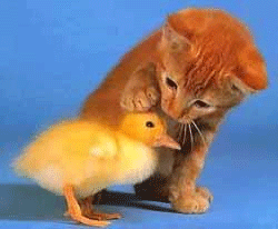 878403621_l.gif