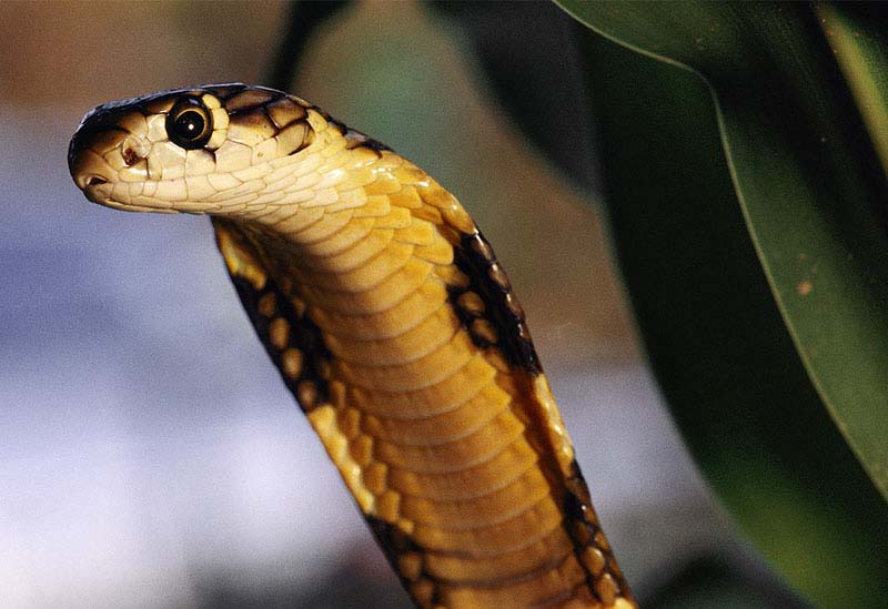 king-cobra2.jpg