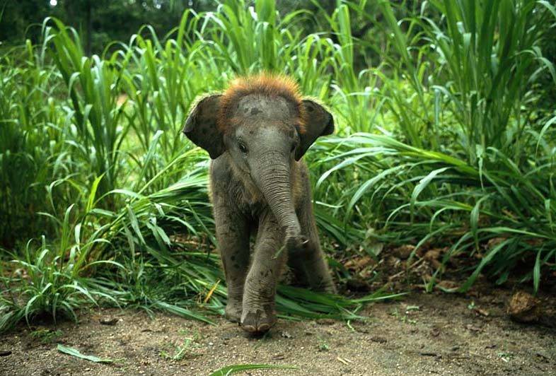 asian-elephant-baby2.jpg