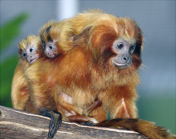 gal_baby_animal12.jpg