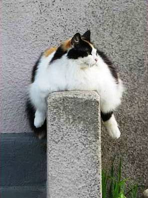 fat.jpg