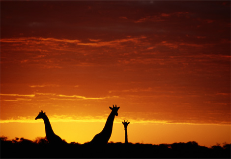 orange-giraffes-johns-522155-ga.jpg