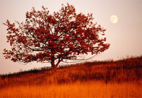 orange-foliage-gehman-1109383-ga.jpg