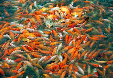 orange-fish-gipstein-969570-ga.jpg