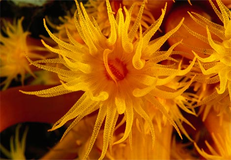 orange-coral-laman-972727-ga.jpg