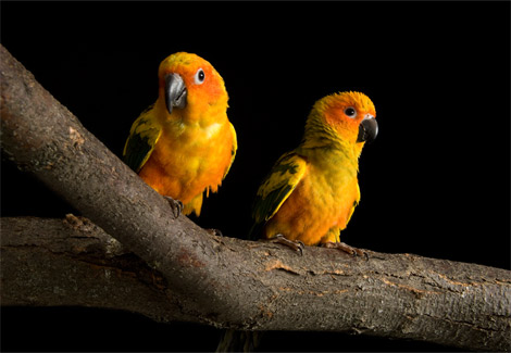 orange-birds-sartore-1096393-ga.jpg