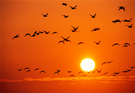 orange-birds-rosing-721120-ga.jpg