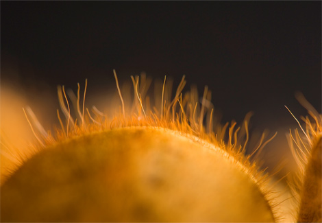 orange-tarantula-sartore-1097706-ga.jpg