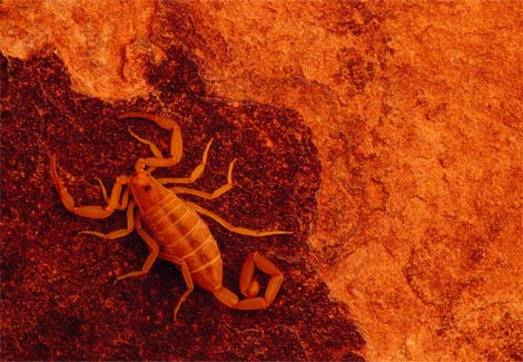 orange-scorpion-nichols-1086990-ga.jpg