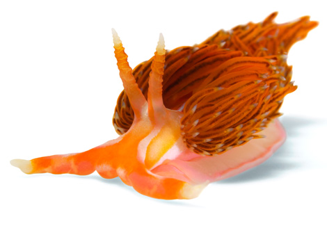 orange-nudibranch-doubilet-1162567-ga.jpg