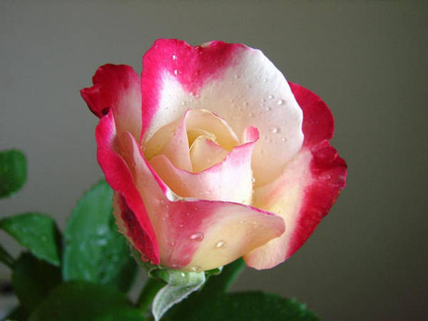 99957,xcitefun-lovely-roses-7.jpg