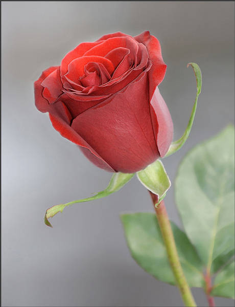 99963,xcitefun-lovely-roses-1.jpg