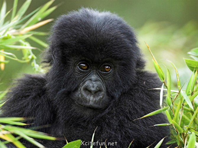 179734,xcitefun-cute-baby-animal-make-you-smile-2.jpg