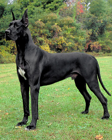 Dane-Black.jpg