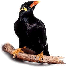Black_Mayna2.gif