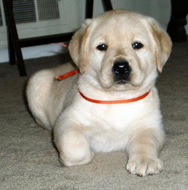 Labrador1.jpg