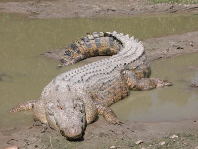 saltwater crocodile.jpg