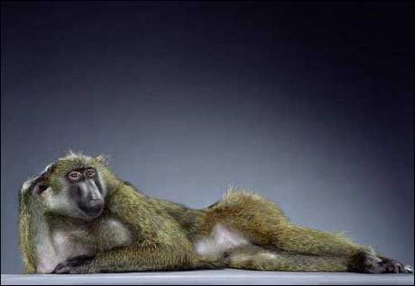 212838,xcitefun-monkey-pictures-12.jpg