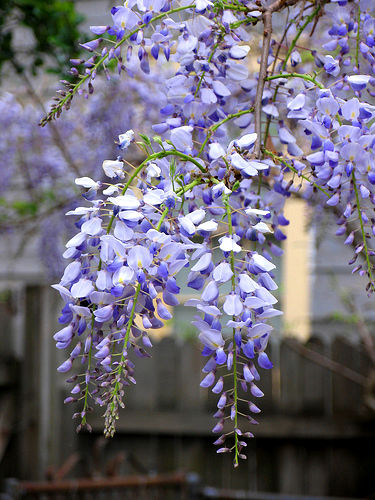 wisteria-flowers.jpg