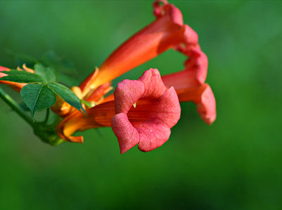 trumpet-vine-flowers.jpg