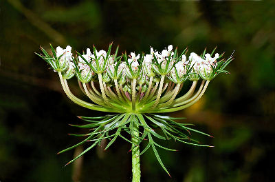 queen-annes-lace-flower-wild-carrot-cc.jpg