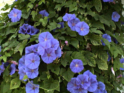 morning-glory-flower-photo.jpg