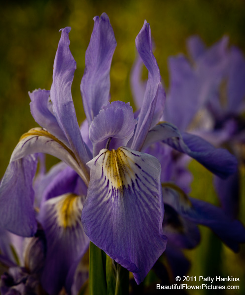 iris_rocky_mountain_5740.jpg