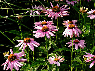 ecinacea-purple-coneflower.jpg