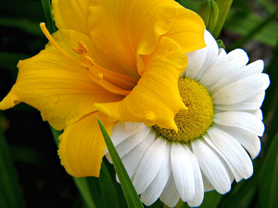 day-lily-photo.jpg