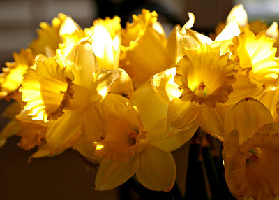 daffodils-photo-cc.jpg