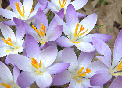 crocus-flowers-photo.jpg