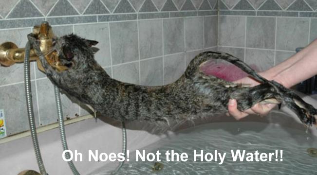 funny_cat_pictures_291.jpg