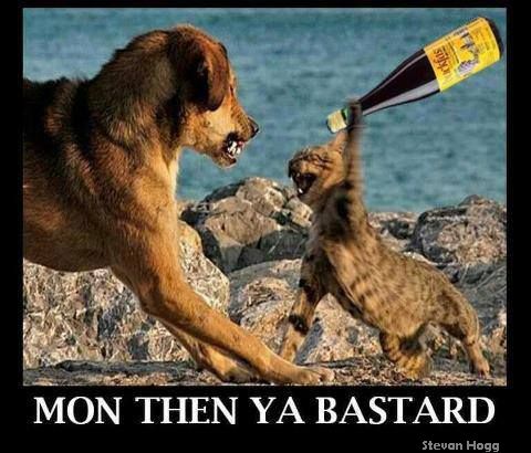 Scottish Cats Are Crazy.jpg