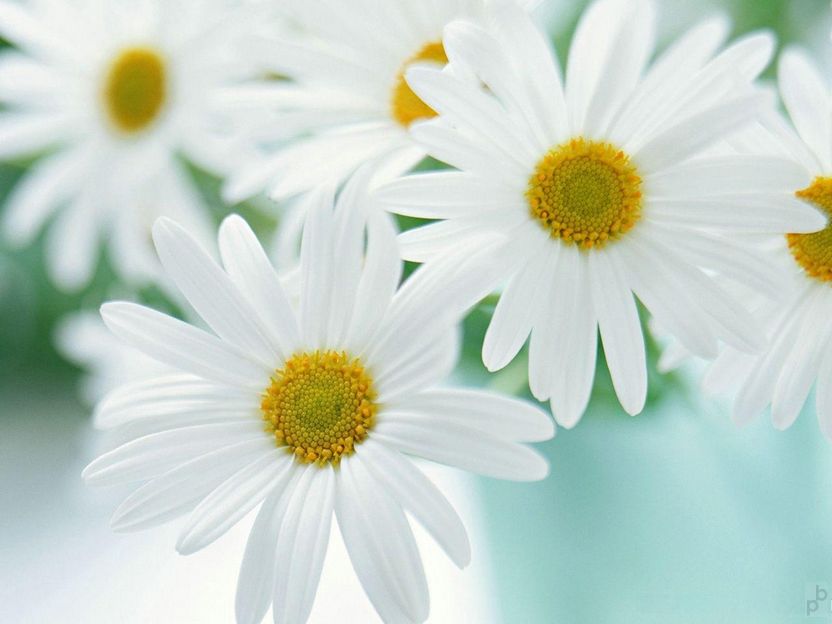 4854425_flower09.jpg
