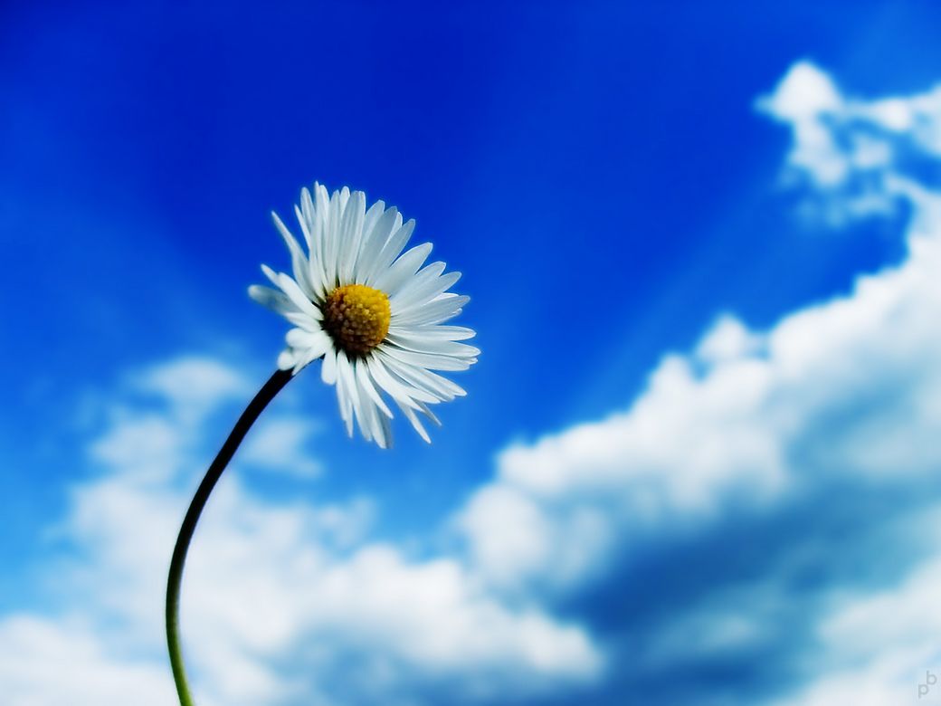 4854400_flower05.jpg