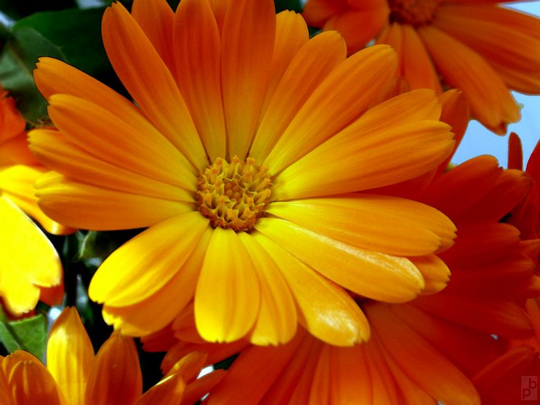 4854402_flower06.jpg